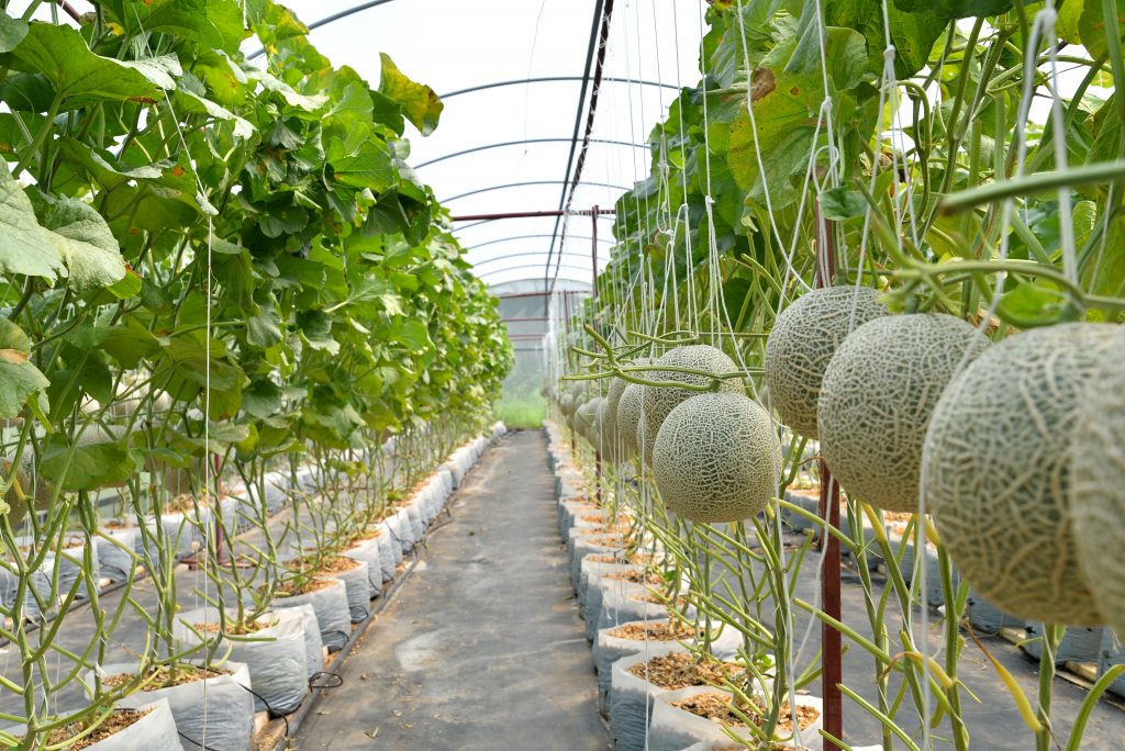 farma melounu344630189