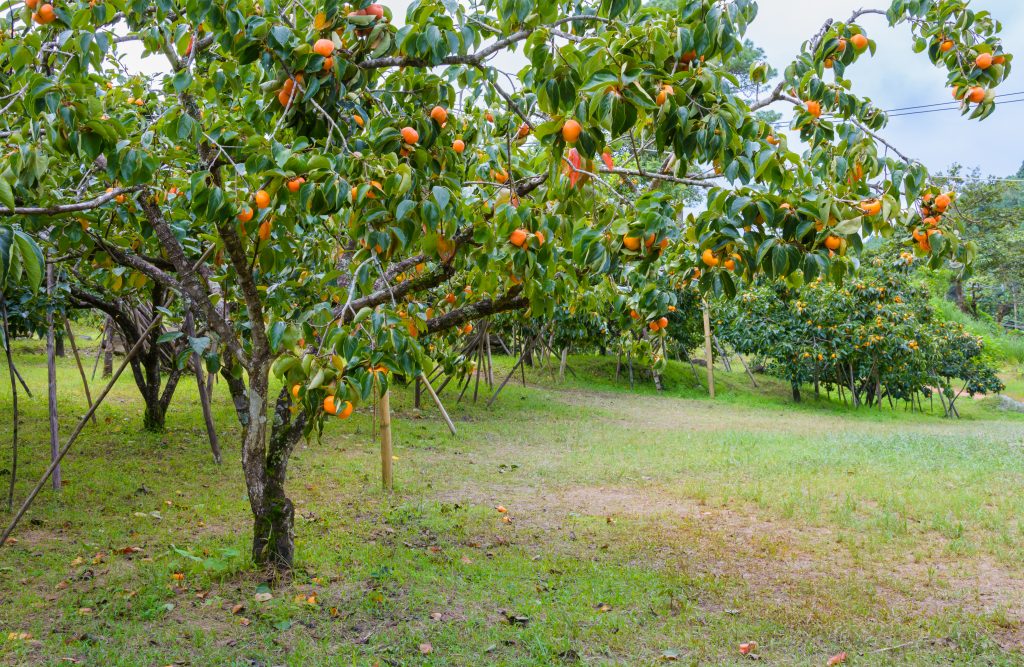 shutterstock_211452226